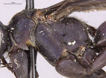 Media type: image;   Entomology 26231 Aspect: thorax lateral